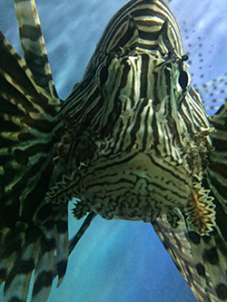 Lionfish