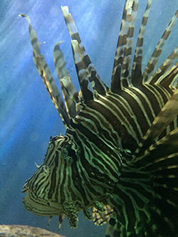 Lionfish