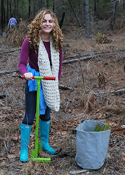 Longleaf pine seedling