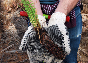 Longleaf pine project