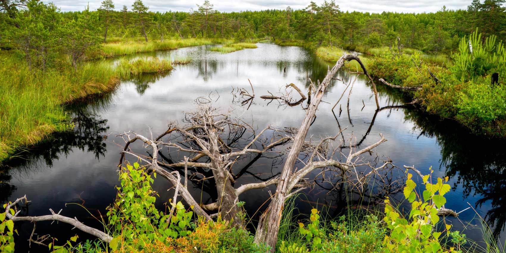 Photo of wetlands