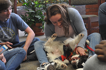 Therapy dogs at LU