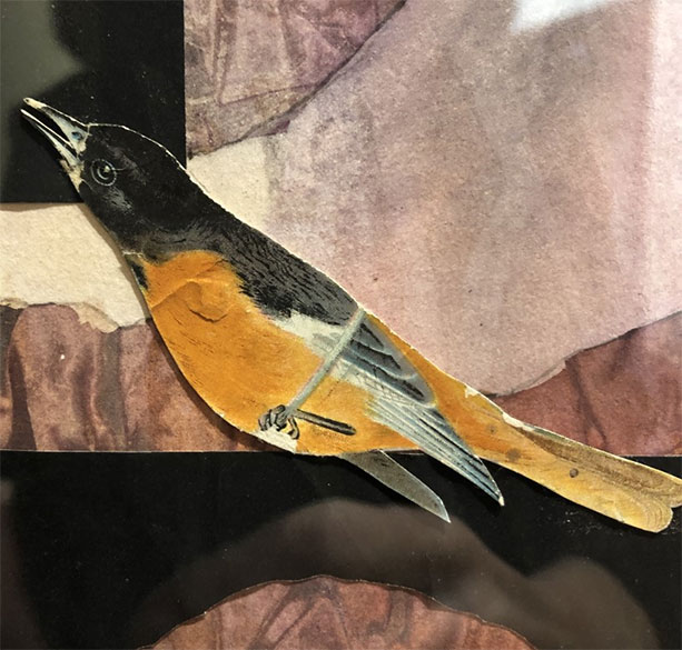 Liz Ward - Oriole