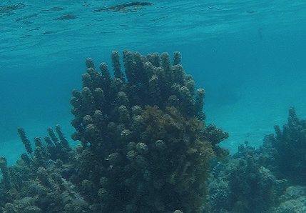 An algal dominated area of reef, where the “limestone” skeleton of dead coral is overgrown by fleshy algal species of Turbinaria and Dictyota
