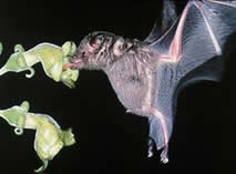 nectar-bat-2