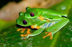 red-eyed-tree-frog-2