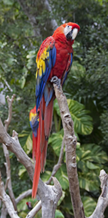 scarlet-macaw.jpg