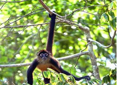 spider-monkey-2