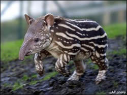tapir-2