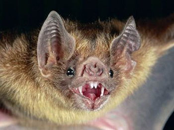 vampire-bat