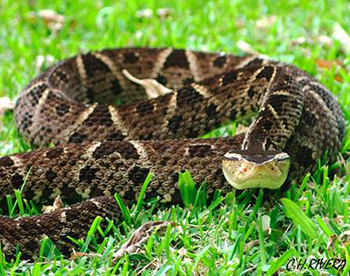 Bothrops asper (family Viperidae) is the most important snake from