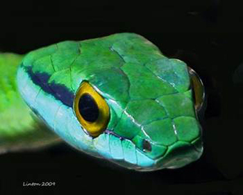 Green Tree Snake Lamar University