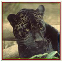 jaguar-1.jpg