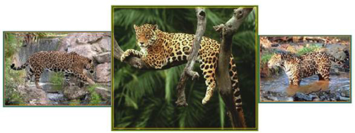 jaguar-3.jpg