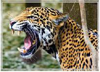 jaguar-4.jpg