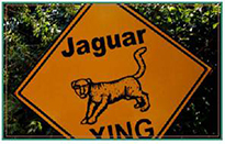 jaguar-6.jpg
