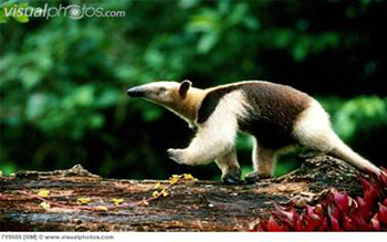 tamandua mexicana