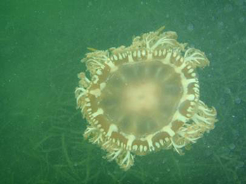 mangrove-jellyfish