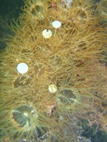 pale-anemone