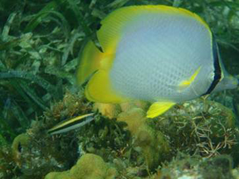 spotfin-butterflyfish