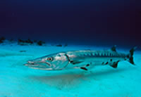 barracuda-2-200x138.jpg