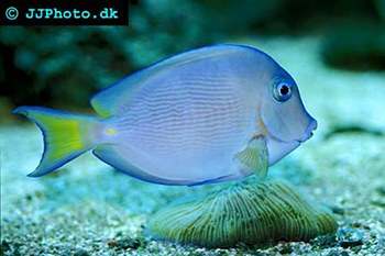 blue-tang-surgeonfish