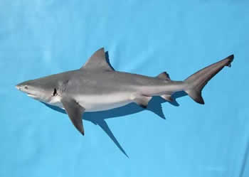 bull-shark-1