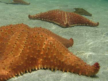 cushion-star-top