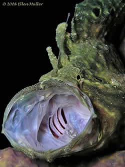 the-longlure-frogfish-2-250x333.jpg