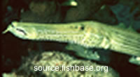 trumpetfish-2-200x111-text2.jpg