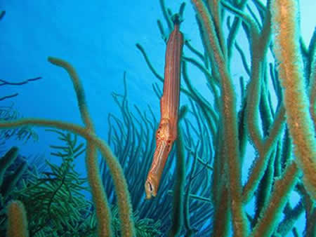 trumpetfish-3-450x338.jpg