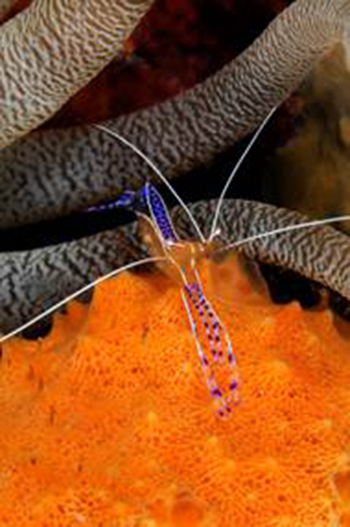 pedersons-cleaner-shrimp