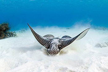 spotted eagle ray facts