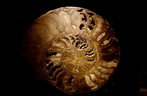 Specimen of Ammonite