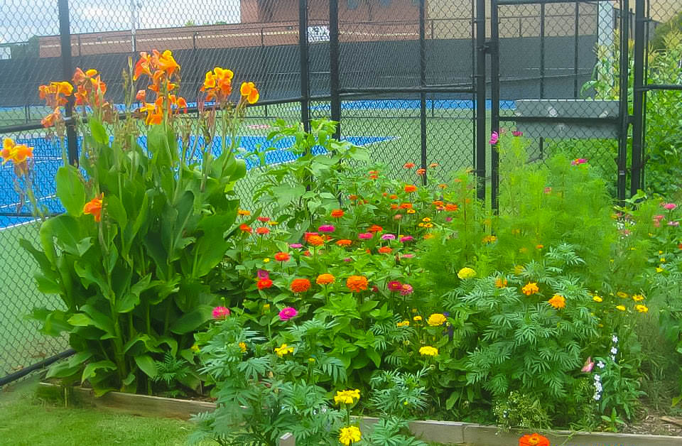 Lamar University Community Garden