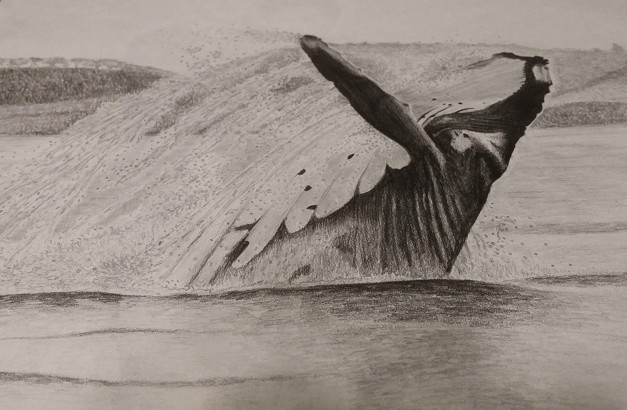 pencil drawing of a whale