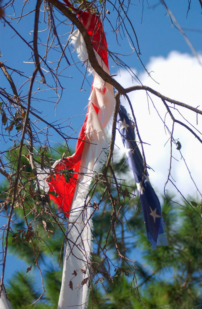 dc flag in tree