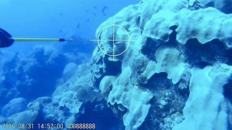 lionfish robot tracking system