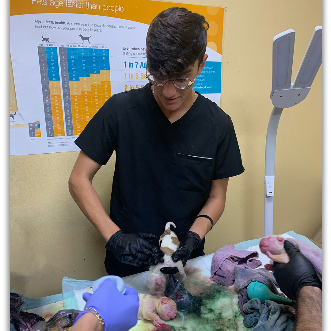 USDA Veterinary Intern Ryan Servantes