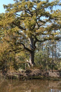 Survivor Tree, Adams Bayou