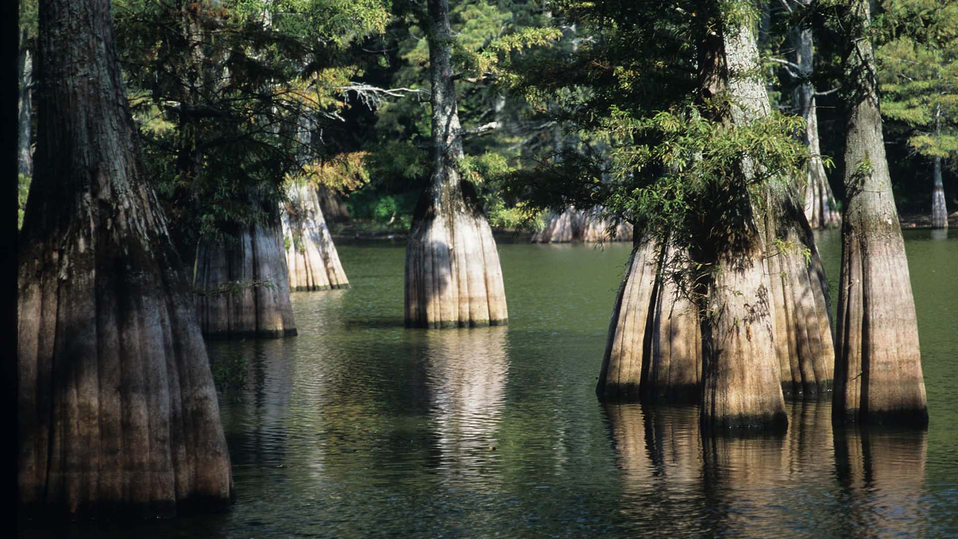 big-thicket-river