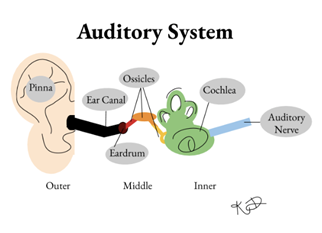Auditory System