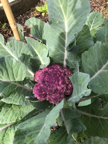 cauliflower
