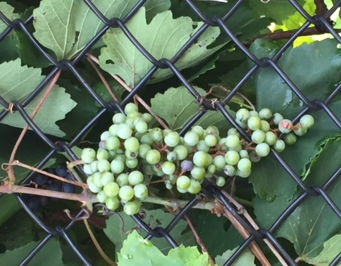 Grapes at Garden