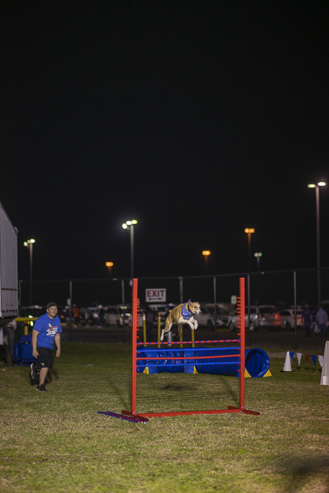 “Stunt Dog Show Productions,” perform a variety of tricks with their rescue dogs, bottom left, two or three times every night while the fair remains open. UP photo by Noah Dawlearn