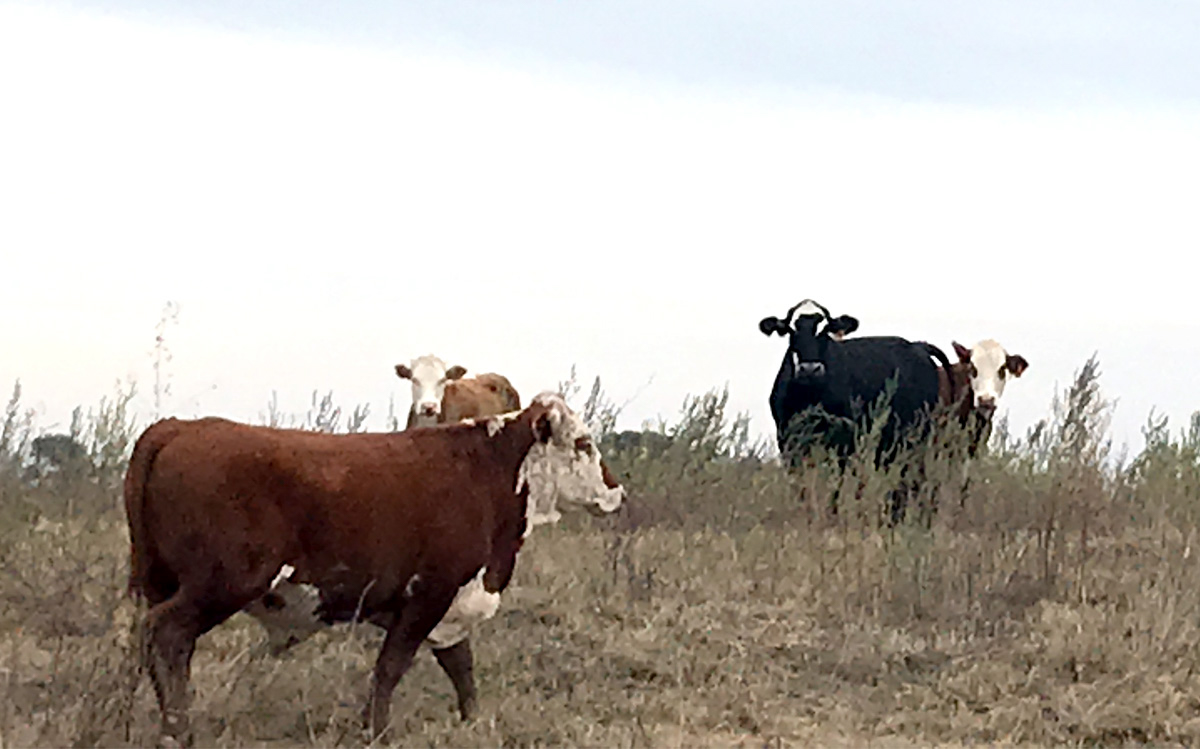 Livestock, such as these cows Wild Earth Ranch, is under threat from weather events such as Tropical Storm Imelda, which hit the area Sept. 17.