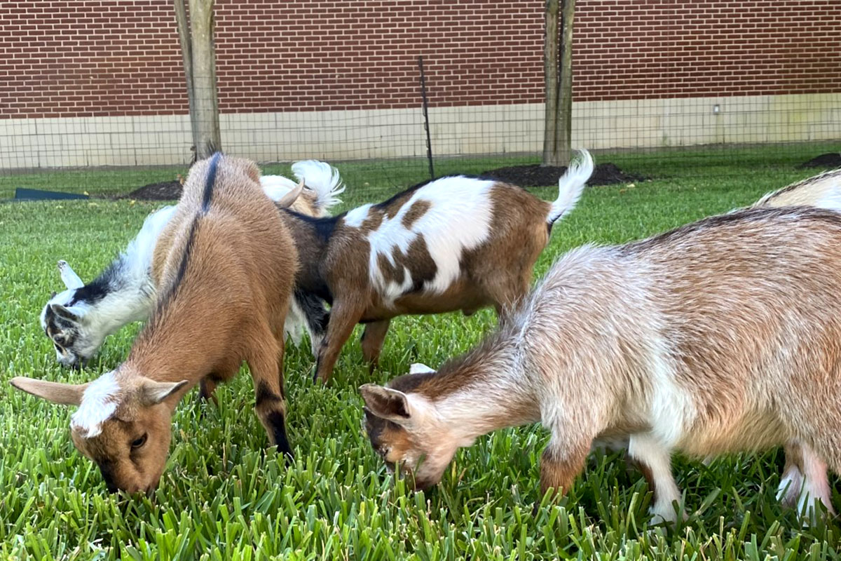 Baby goats graze. UP photo by Maddie Sims.