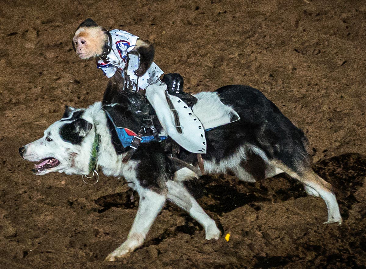 A monkey rides a dog during a performance for the South Texas State Fair Rodeo, Beaumont, Texas, March 23. UP photo by Brian Quijada.